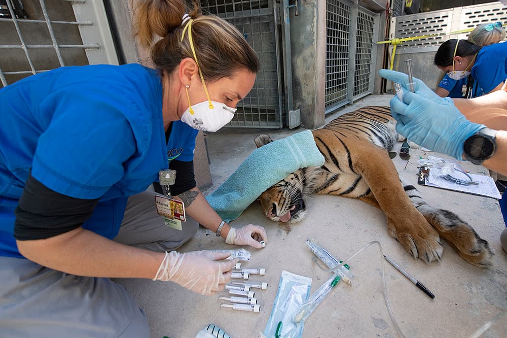 Los funcionarios explicaron que, aunque esos síntomas pueden asociarse a otras enfermedades, la actual pandemia del coronavirus, así como la información de que otros tigres han contraído el virus, los llevó a tomar la decisión de hacerles las pruebas.