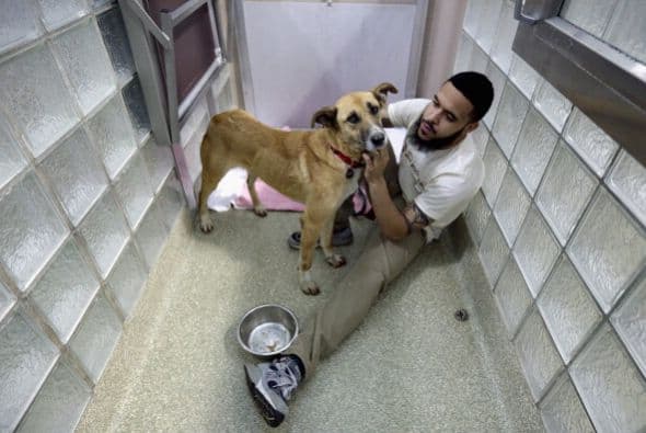 Muchos refugios conocen la procedencia de los animalitos es por esto que te podrán informar sobre su comportamiento y será más fácil para ti introducirlos en tu hogar.