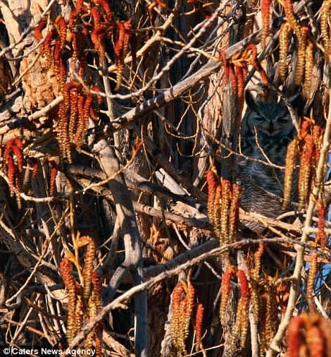 Otro ejemplo de búho camuflado entre la vegetación.