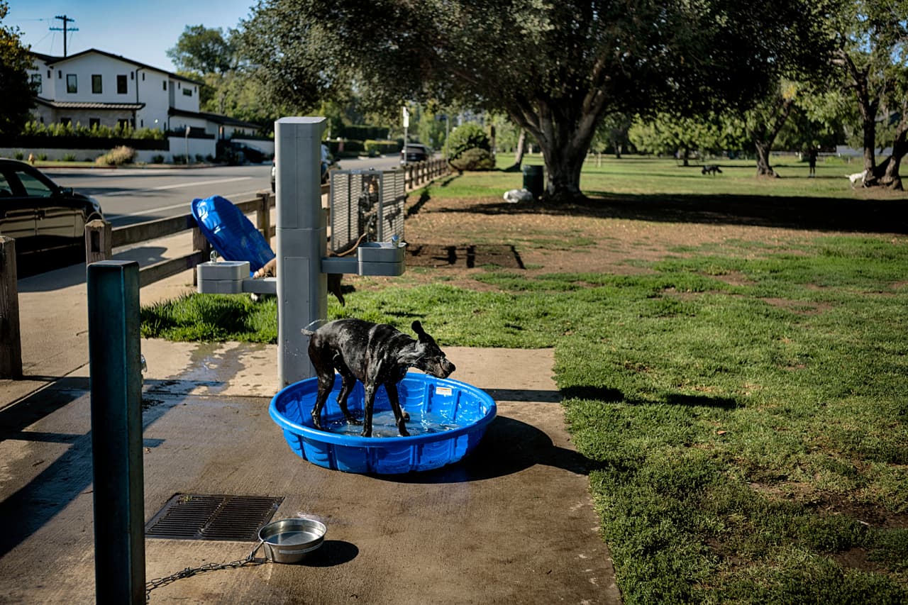 Rio, un braco alemán de pelo corto de 9 años, se refresca en una piscina infantil en el parque Libbit, en el barrio de Encino de Los Ángeles, el sábado 1 de agosto de 2026.