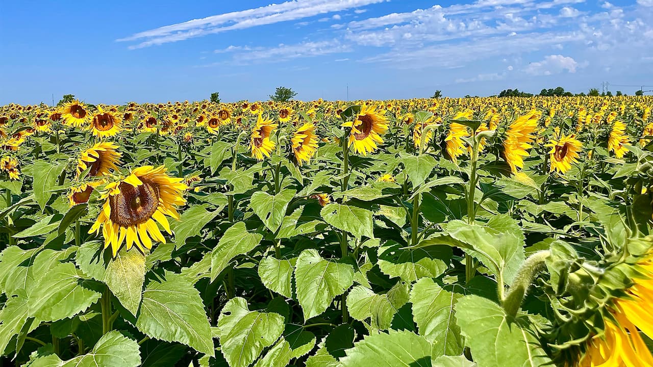 <b>Kuipers Family Farm</b>
<br>Esta granja, ubicada en Maple Park, Illinois, ofrece una experiencia de girasoles inolvidable. 
<br> El viaje es de aproximadamente una hora y media hacia el este de Chicago, donde sus 7 acres de girasoles esperan a los visitantes a partir del 27 de agosto.
<br>
<br>
<b>¿Dónde?</b> Kuipers Family Farm (1N318 Watson Rd. Maple Park, Il.)
<br>
<b>¿Precio?</b> $10.99 en línea ($12.99 en taquilla) con una flor incluida. (Menores de 2 años no pagan)
<br>Más información 
<a href="https://www.kuipersfamilyfarm.com/sunflowers-2/" target="_blank">en esta página</a>.