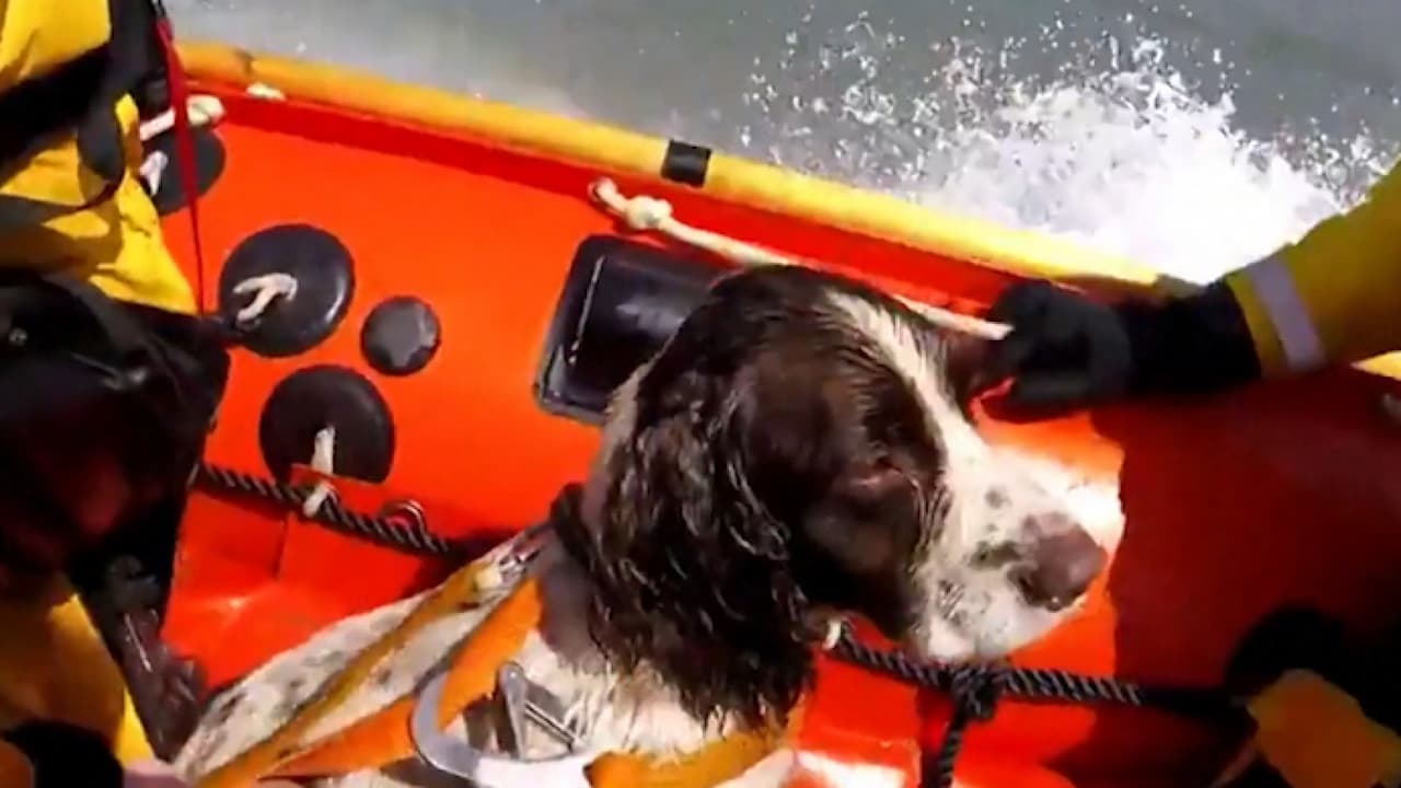 En video: “qué bien nadas tú“: el emocionante rescate de un perro atrapado tras nadar más de tres millas en el mar
<br>
<br>El Springer Spaniel de nombre Ollie había nadado más de tres millas hasta quedar atrapado en la base de un acantilado donde fue hallado por una persona en kayak que alertó a los socorristas.