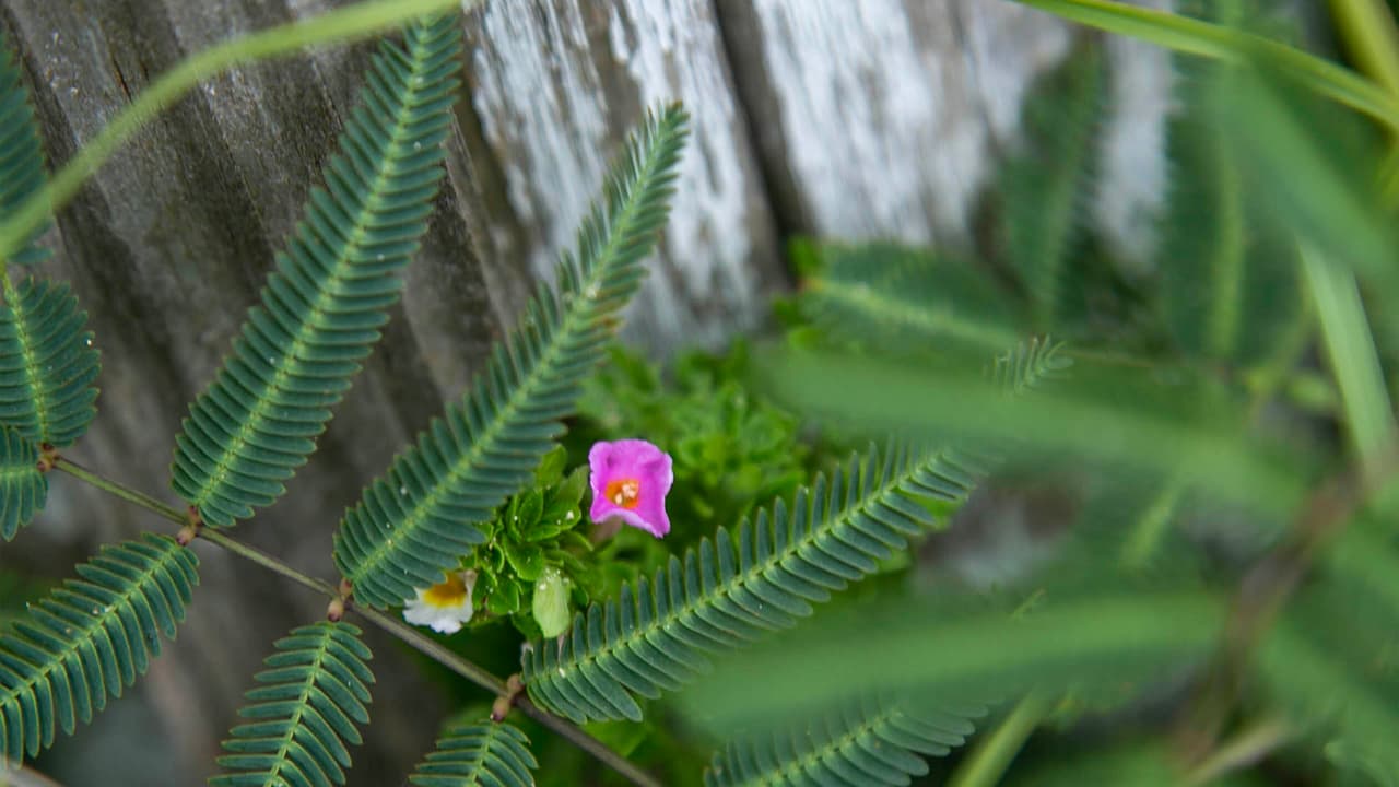En el recorrido puedes observar diferentes tipos de flores que crecen en el área.