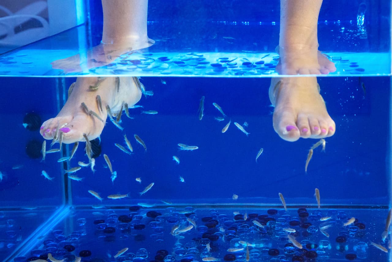 Fish Spa con peces garra rufa