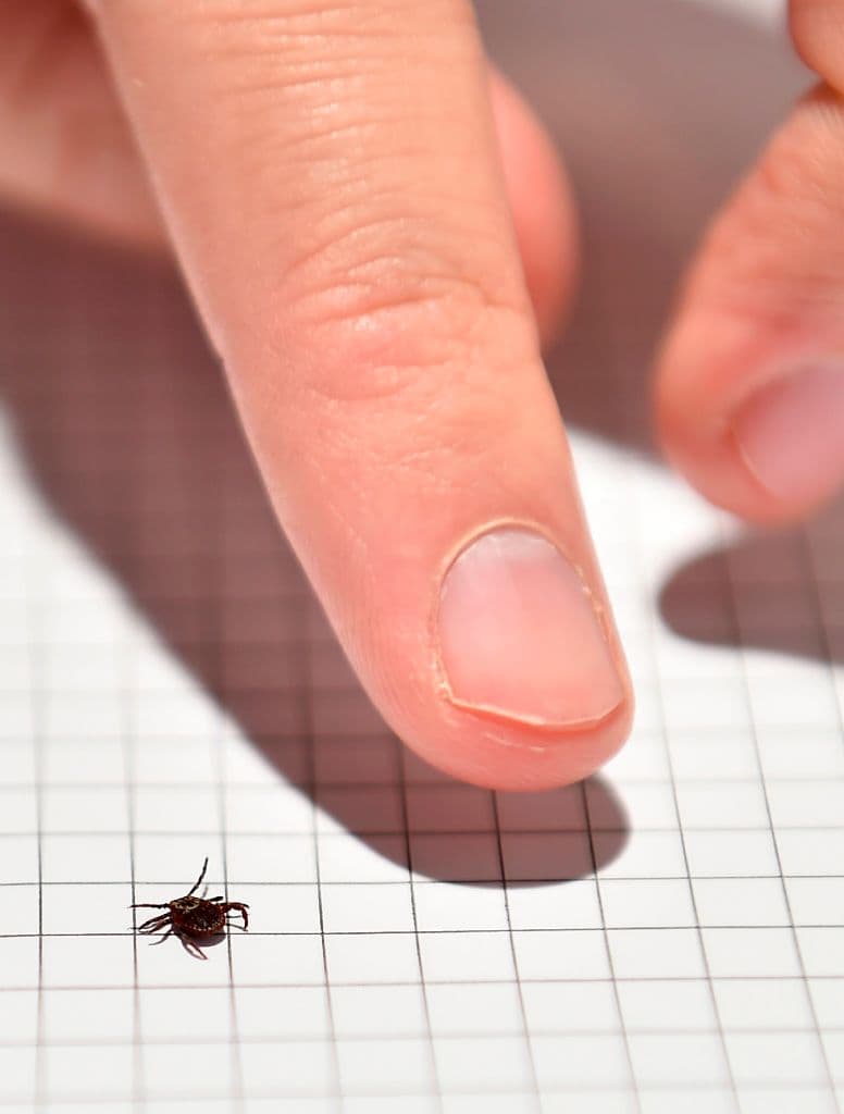 Eliminar las garrapatas con 24 horas reduce el riesgo de enfermedad. 
<br>