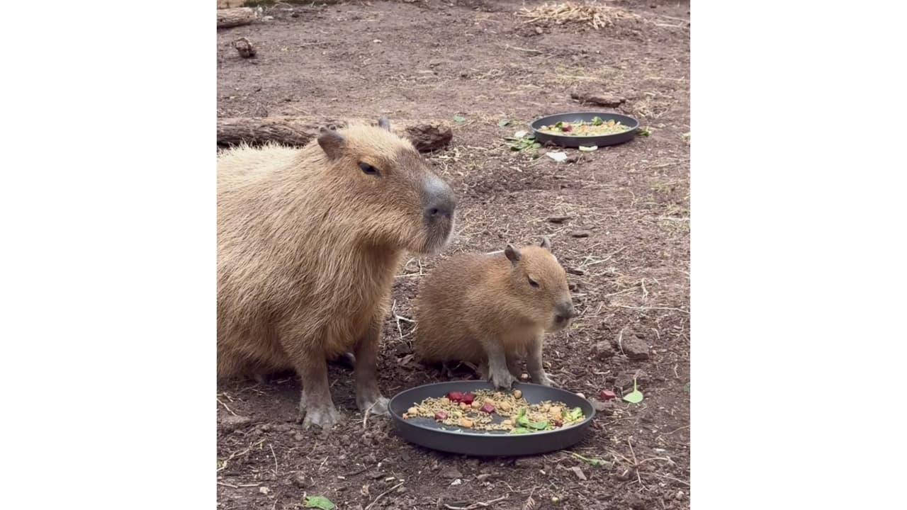 Tupi, la cría, nació en diciembre del 2024 causando gran expectativa tanto en los cuidadores como en visitantes del Zoológico de San Antonio.