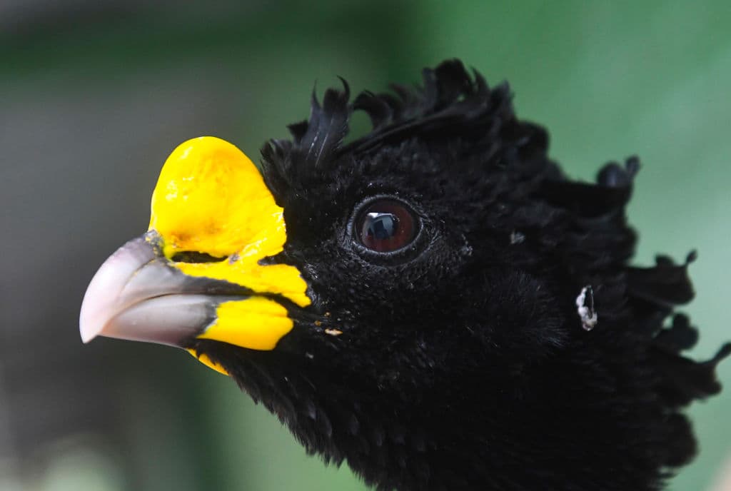 Así como tres ejemplares de hocofaisán. (Imagen de referencia)
