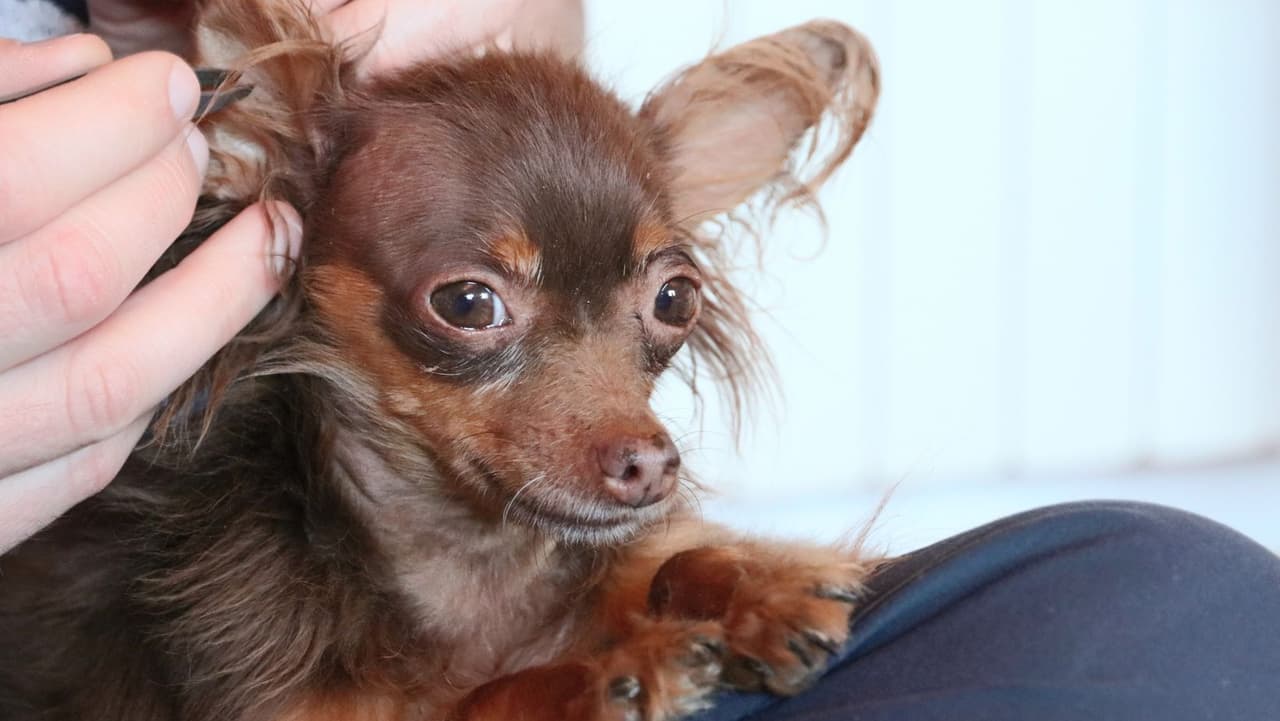 La 
<b>anaplasmosis</b> puede hacer que su perro esté letárgico, no quiera comer, tenga fiebre, moretones y sangre por la nariz. Si no se detecta a tiempo, puede causar insuficiencia respiratoria, problemas de sangrado o insuficiencia orgánica.
<br>