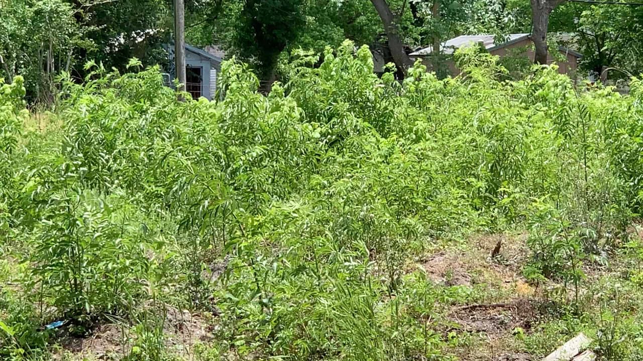 Verifican lotes cubiertos de maleza, normas de construcción, edificios vacíos considerados peligrosos y acumulación de chatarra.