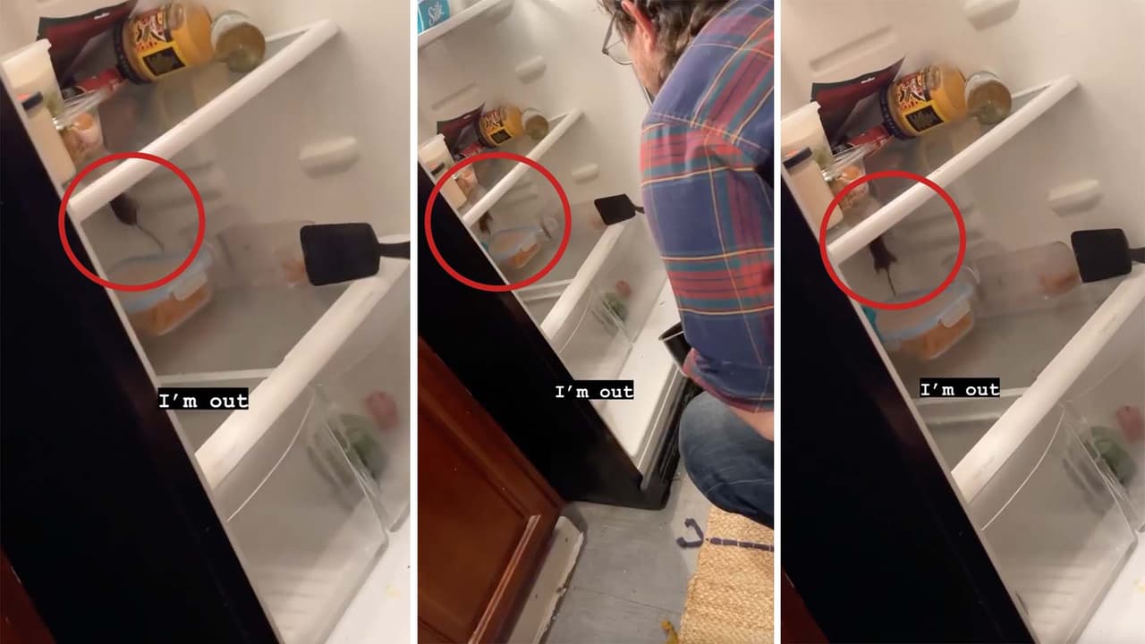 "¿Por qué está pasando esto?": Mujer de Nueva York graba a un ratón dentro de su refrigerador