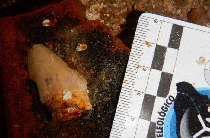 Descubren en México fósiles de enorme tiburón extinto hace millones de años