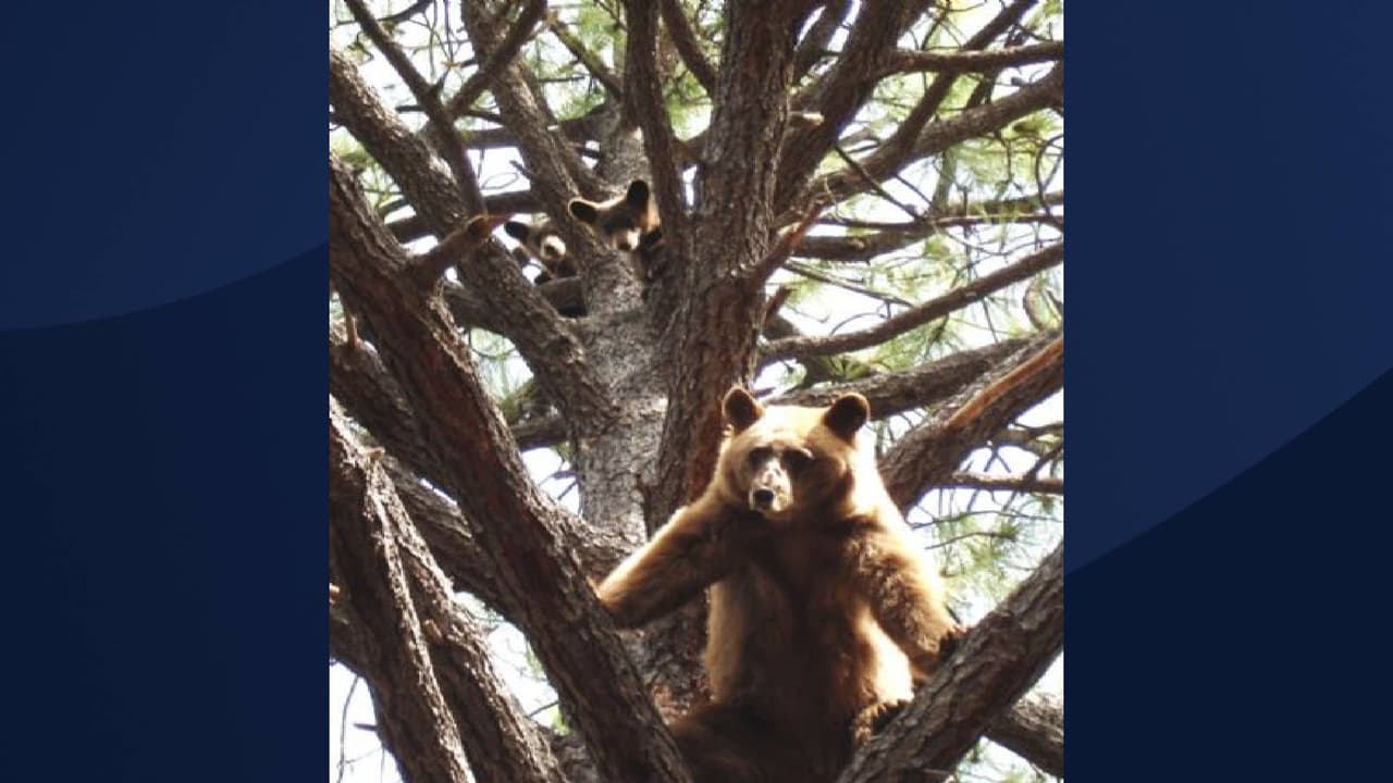 Varios
<a href="https://www.univision.com/local/arizona-ktvw/cuidado-los-osos-negros-andan-buscando-comida-y-se-han-visto-cerca-de-residencias">osos negros</a> han sido vistos en diferentes áreas de Arizona, incluso uno fue fotografiado en
<a href="https://www.univision.com/temas/tucson">Tucson</a>.
<br>