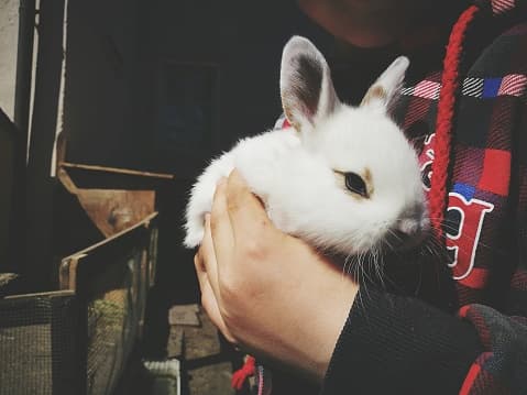 Personas que vendan o regalen animales en San Antonio durante pascua pudieran ser multadas 