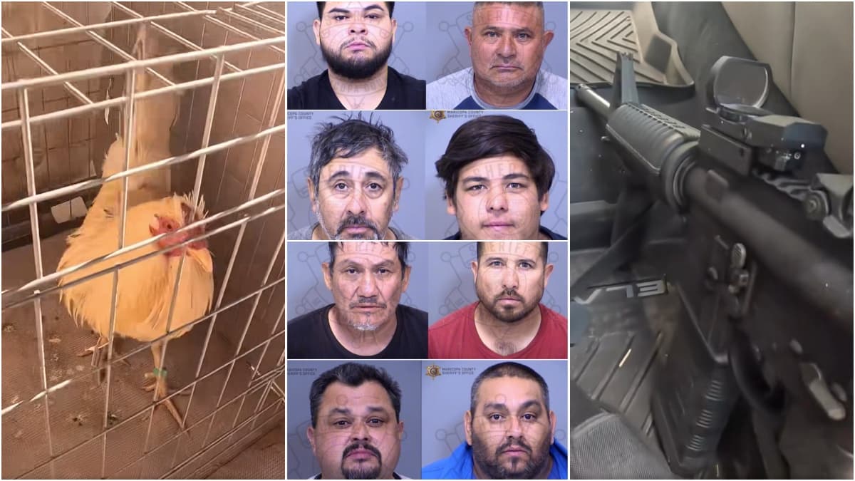 157 gallos, armas y apuestas: cae red de peleas ilegales en Arizona y hay varios detenidos