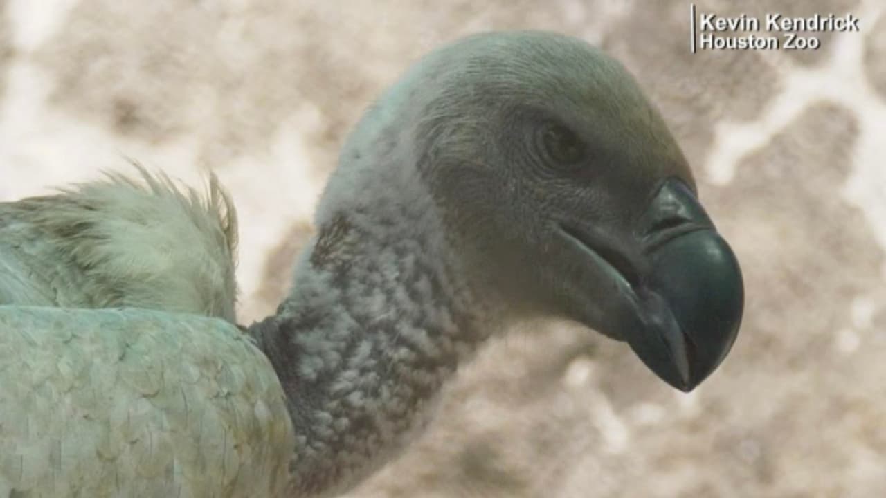 Univision 45 habló con el doctor Joseph Varón, de United Memorial Medical Center, para comprobar si este mito es verdad o no: “Lo primero que la gente tiene que entender es que cuando es una enfermedad severa como el cáncer te vuelves presa fácil de gente que te va a decir que esto funciona porque estás desesperado para quitarte esa enfermedad”,