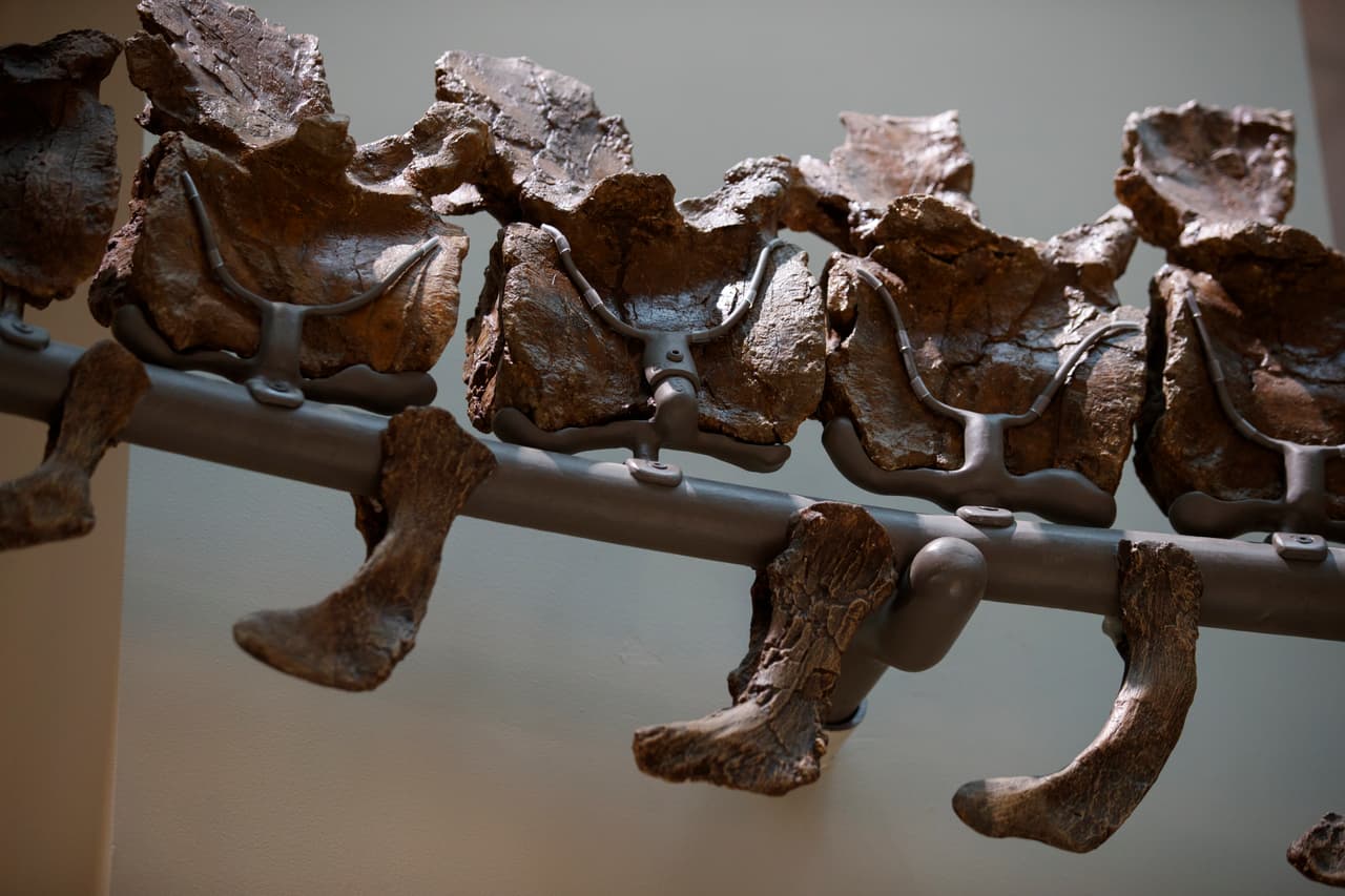 Los dinosaurios también sufrían cáncer: encuentran un tumor en un hueso de un centrosauro que vivió hace más de 75 millones de años