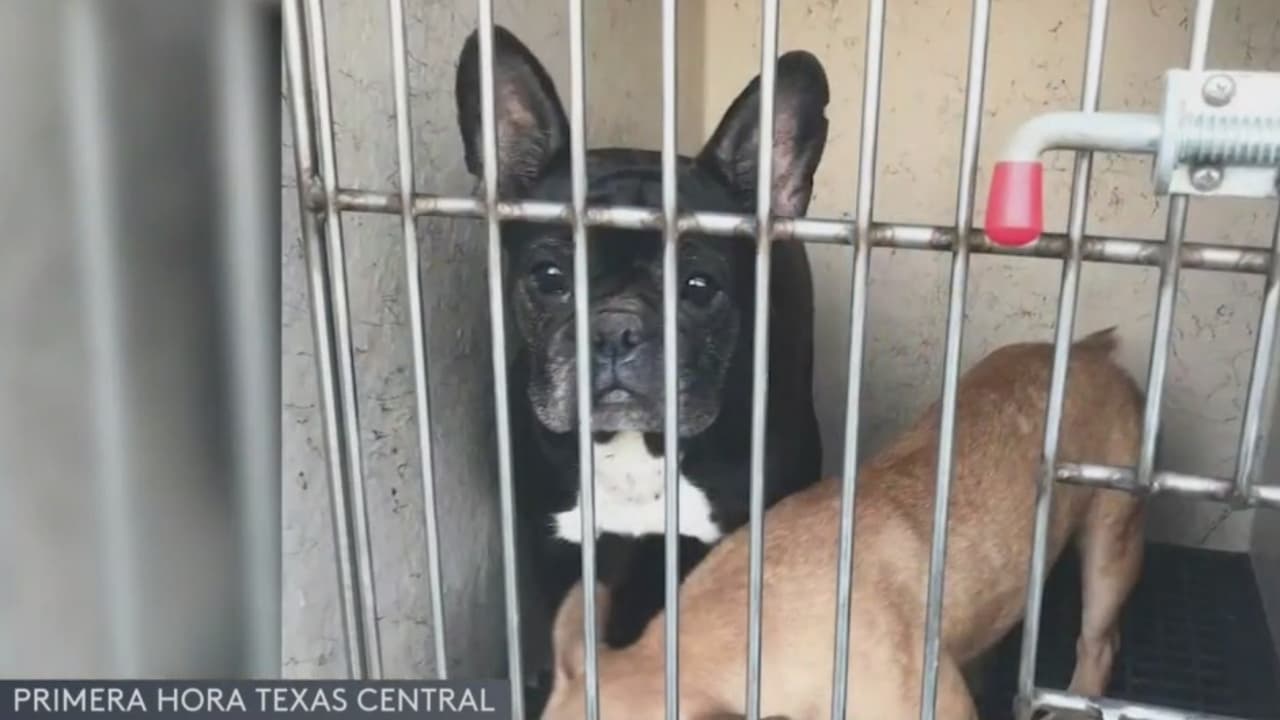17 perros y varios pericos son maltratados por un hombre en San Antonio