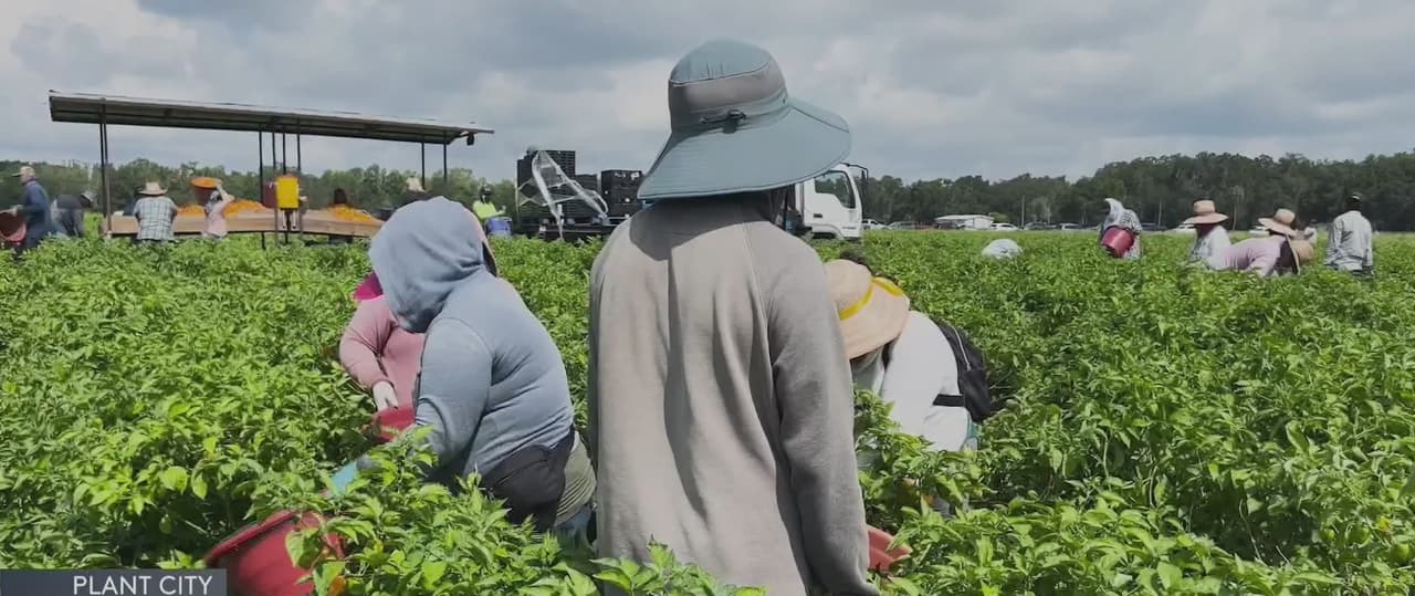 “Es la nueva ley que nos obliga a irnos”: El impacto de la SB 1718 en los campesinos que trabajan en Plant City