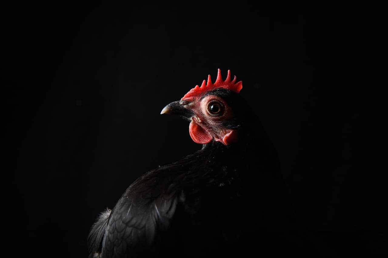Antes de la aprobación estaba prohibido tener gallinas de traspatio. Ahora, 
<b>hay varias reglas para quienes buscan criar sus propias gallinas de traspatio</b>: que la vivienda sea unifamiliar, tener un máximo de seis gallinas y no tener ningún gallo.