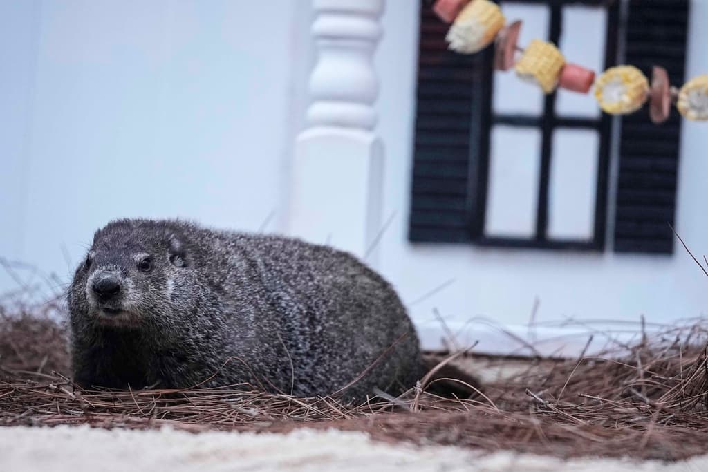 Beauregard Lee, la marmota de Georgia, pronostica llegada pronto de la primavera