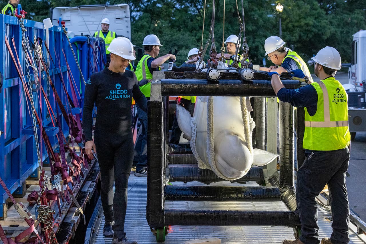 El acuario explicó que, aunque el arribo fue exitoso, la fase más delicada es la aclimatación, porque es cuando pueden aparecer señales tardías de fatiga o deshidratación asociadas al viaje.
