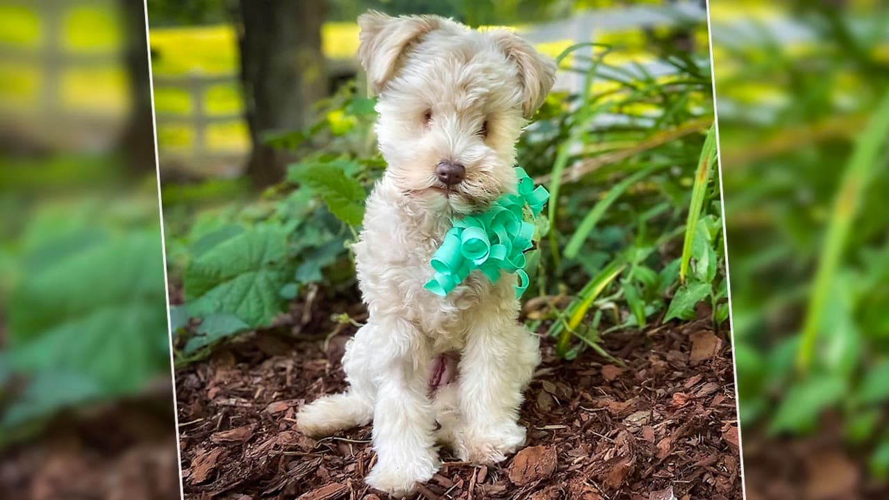 Tea cup: la perrita que nació sin ojos busca quien la adopte