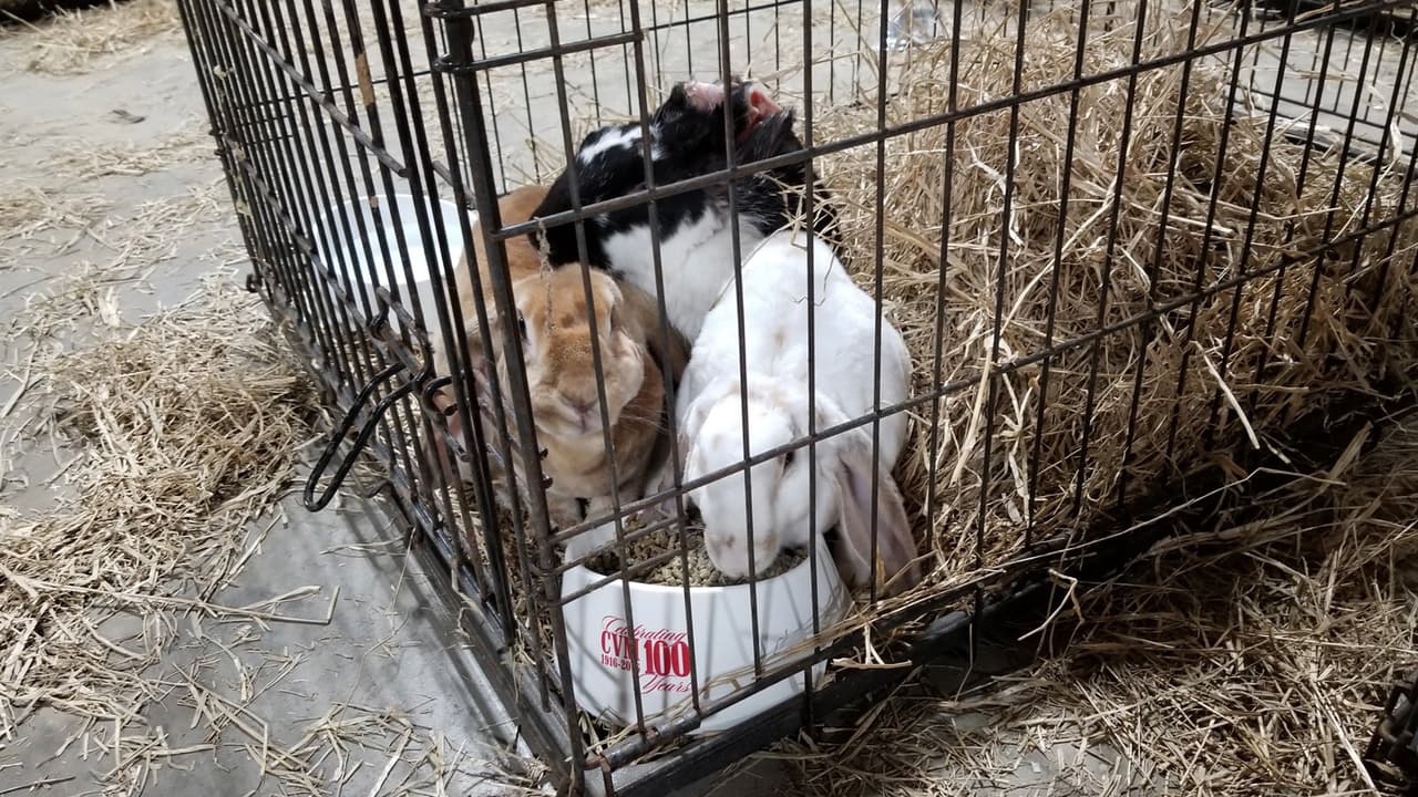 Cuando las autoridades llegaron los animales estaban hambrientos y con sed.