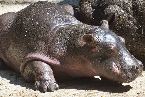 El pequeñín aún no tiene nombre, pero el gobierno mexicano invitó a la gente a votar para elegir entre algunas posibilidades.