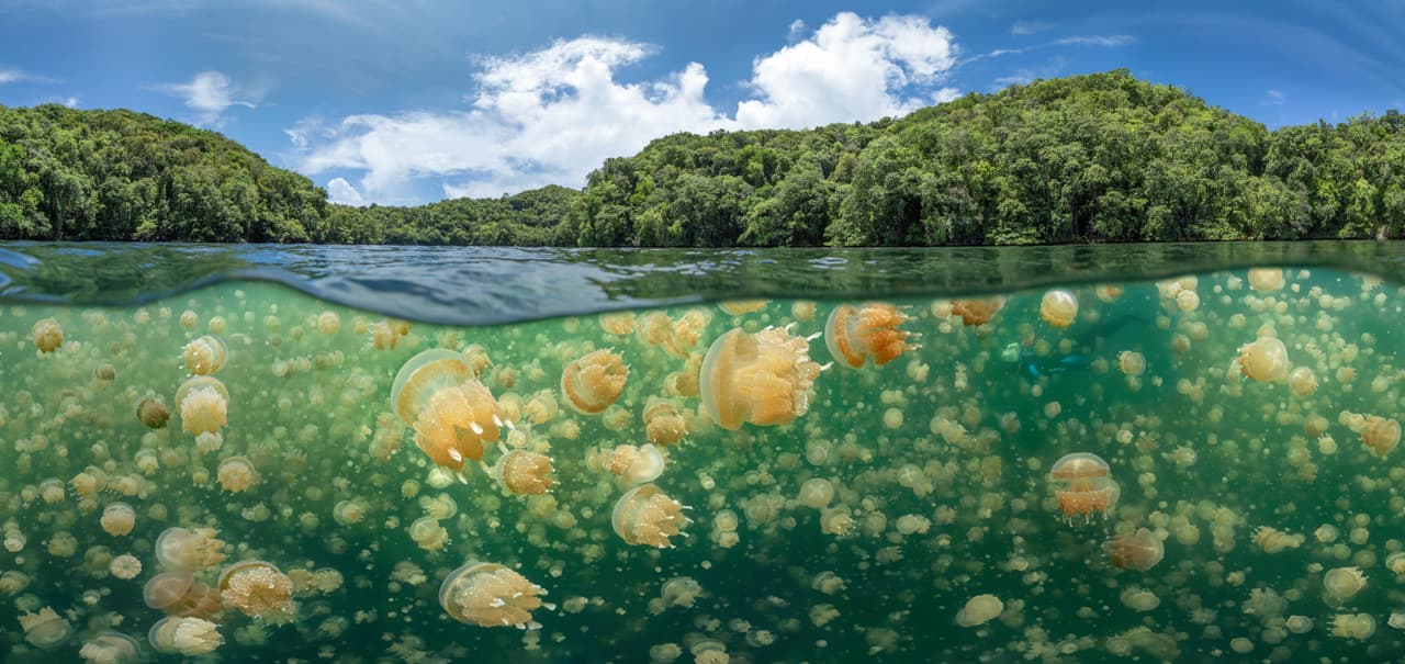 <b>‘Abundancia de medusas’. </b>Esta fotografía fue tomada en una laguna en Palau, en el Pacifico sur. Por la pandemia, su autor tuvo que quedarse en la isla tres meses más de lo previsto. Encontró esta inusual escena de más de dos millones de medusas nadando plácidamente en un lago que estaba sin turistas. Obtuvo el tercer lugar en la categoría ‘gran angular’