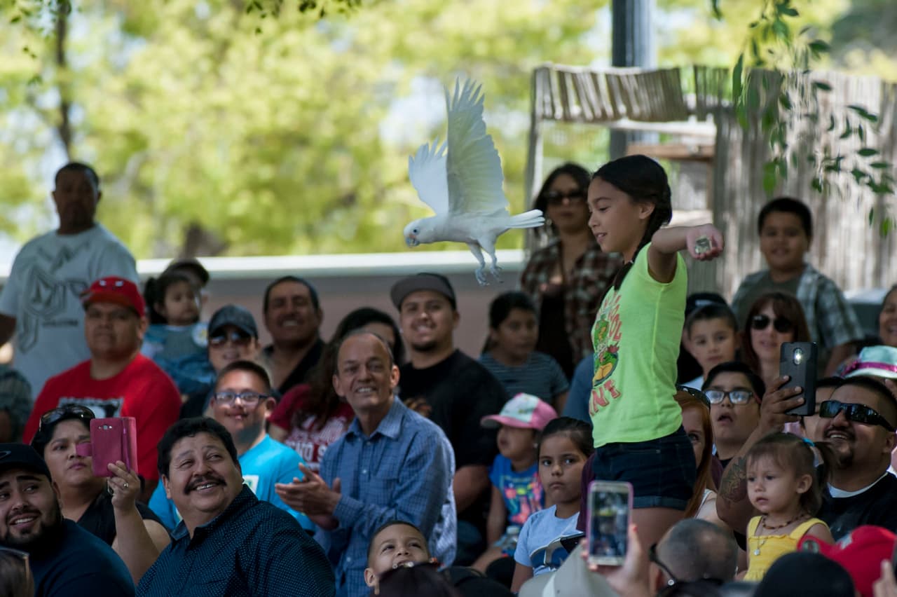 El show de aves fue uno de los favoritos durante el Festival de los Niños 2017