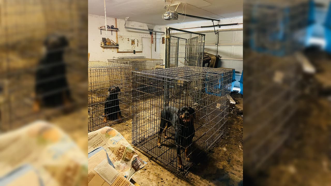Los perros estaban en unas jaulas sin agua ni comida, según dijeron las autoridades. Rescate Animal llegó a la casa y se mantienen investigando el incidente.