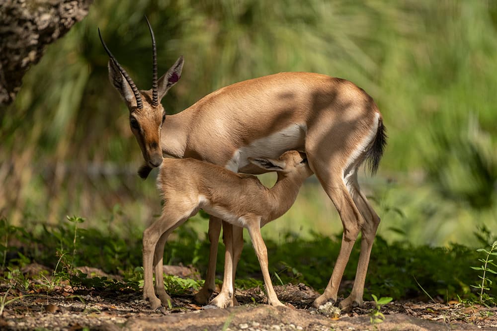 Nació en agosto, pero ha estado recluida en un lugar especial con sus padres mientras se ambienta en el zoológico.