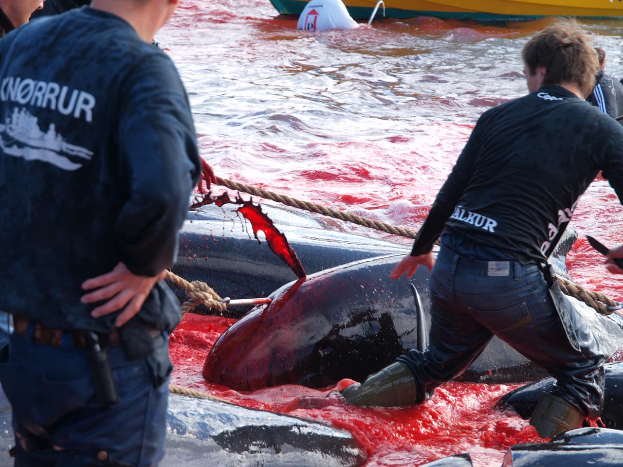 Tras una emboscada comunal las ballenas piloto encallan y son sacrificadas. Sin embargo, las
<a href="http://www.nordlysid.fo/grindin+ikki+stor.html"> <b>publicaciones locales</b></a> en faraonés, dialecto de la zona, solo dan reporte del avistamiento de 50 a 100 ballenas pilotos, pero no de la muerte de ninguna de ellas.
<br>Fotografía tomada en julio de 2010.