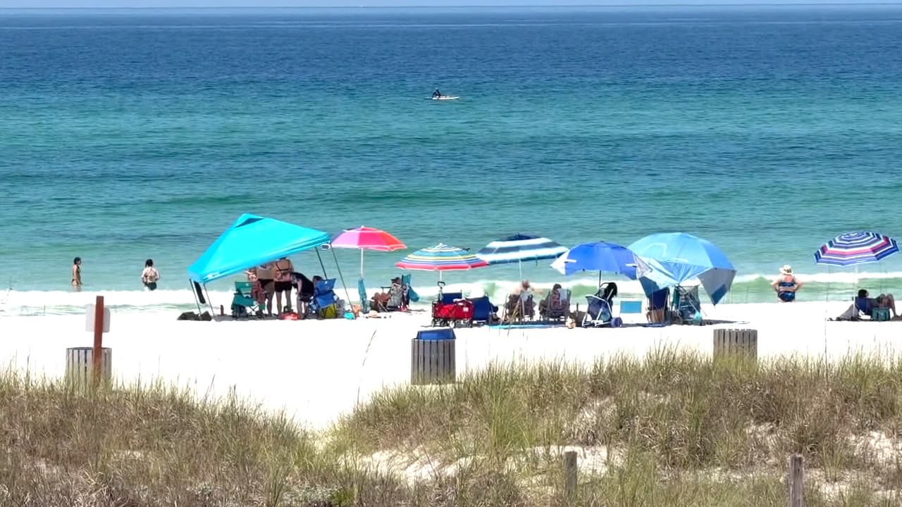 Experto explica cuándo es más probable ver tiburones en las playas de Florida