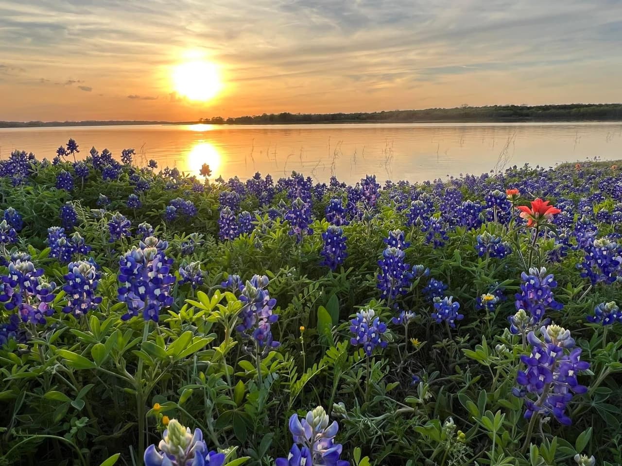 La temporada de bluebonnets ya comenzó en el norte de Texas con sus campos y senderos cubiertos de color azul y violeta con esta peculiar flor.