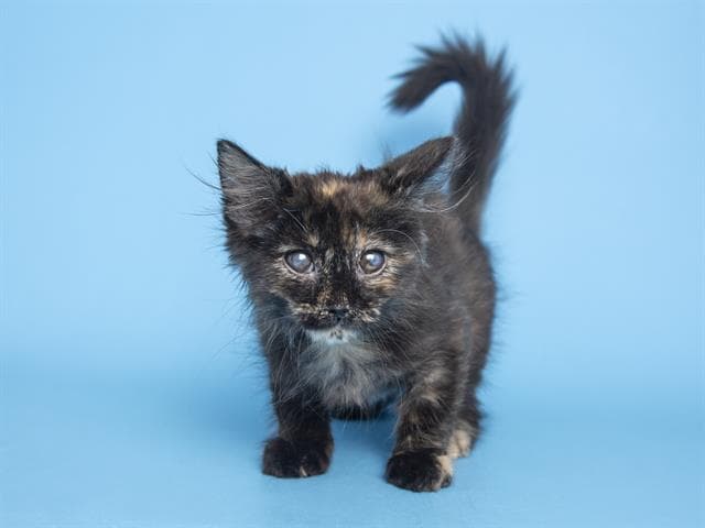 Honey es una niñita de 3 meses.