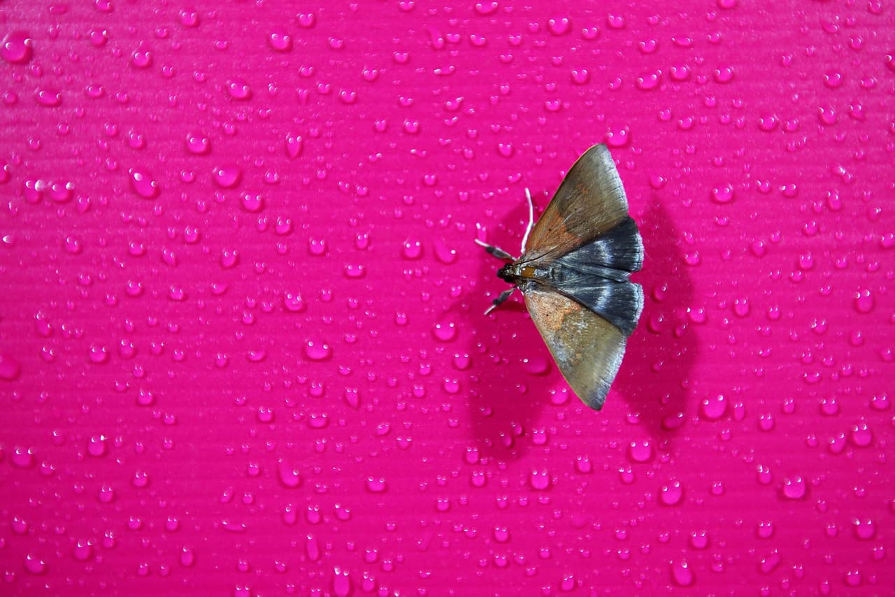 <b>Si encuentra </b>polillas
<b> adentro de su hogar, puede usar una taza y un pedazo de papel para capturarlas y ponerlas afuera.</b>