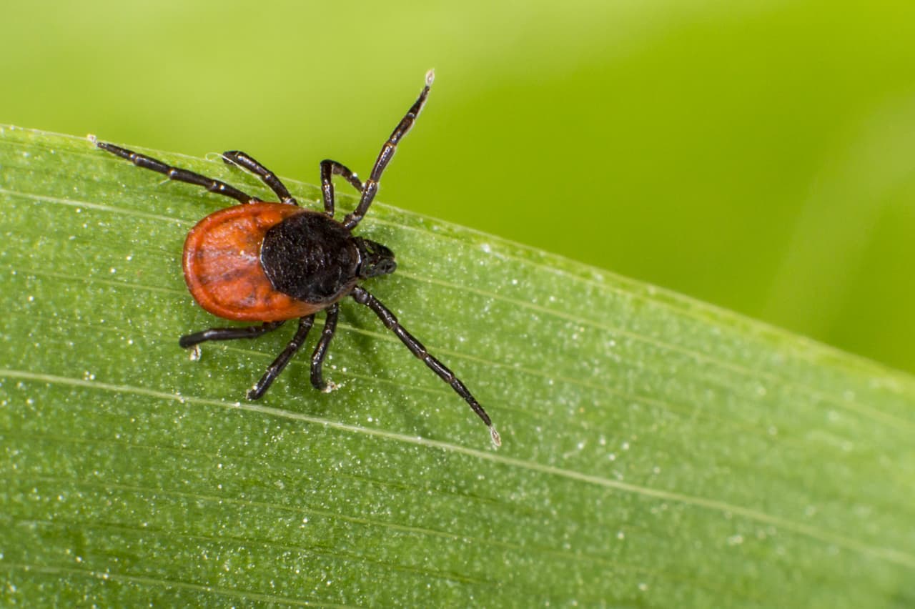 Las primeras 48 horas son cruciales para evitar el contagio de la enfermedad de Lyme