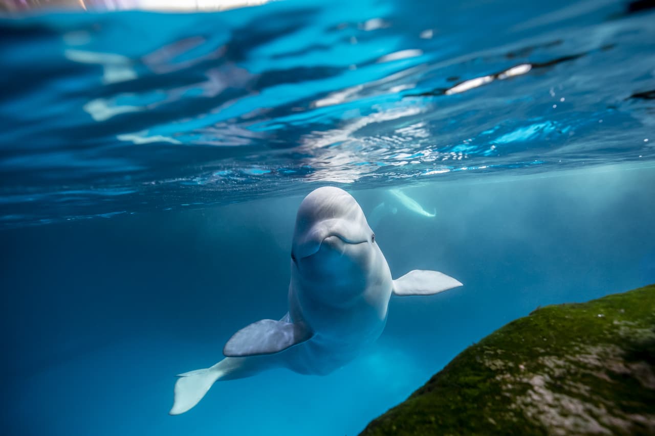 Kimalu es una beluga que forma parte de los residentes del Acuario Shedd, su especie puede llegar a medir 12 pies.
