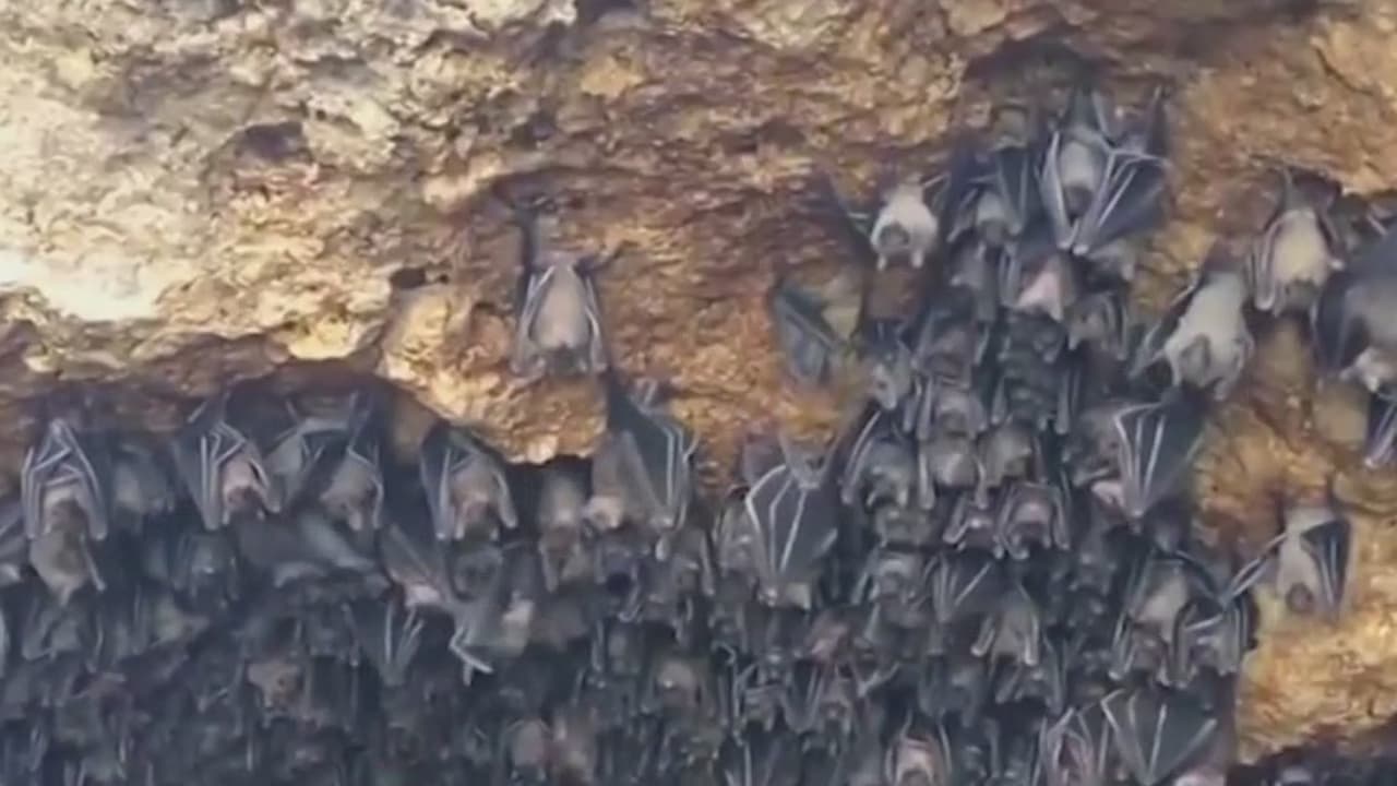 Cerca de San Antonio vuelan millones de murciélagos que en ocasiones complican el monitoreo de las condiciones del tiempo, lo que provoca que los meteorólogos confundan un torbellino de murciélagos con tormentas severas en el centro de Texas.