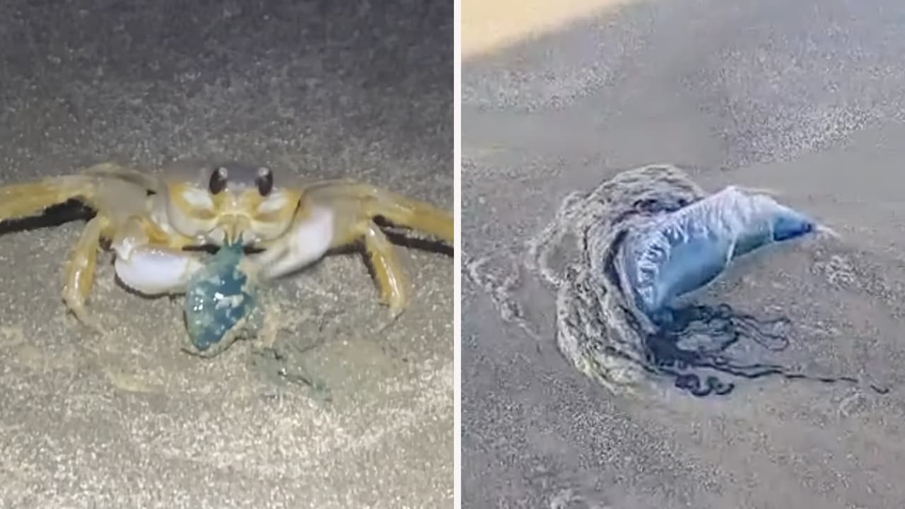 Cangrejo fantasma devora una medusa carabela portuguesa en la isla de Galveston: todo queda en video