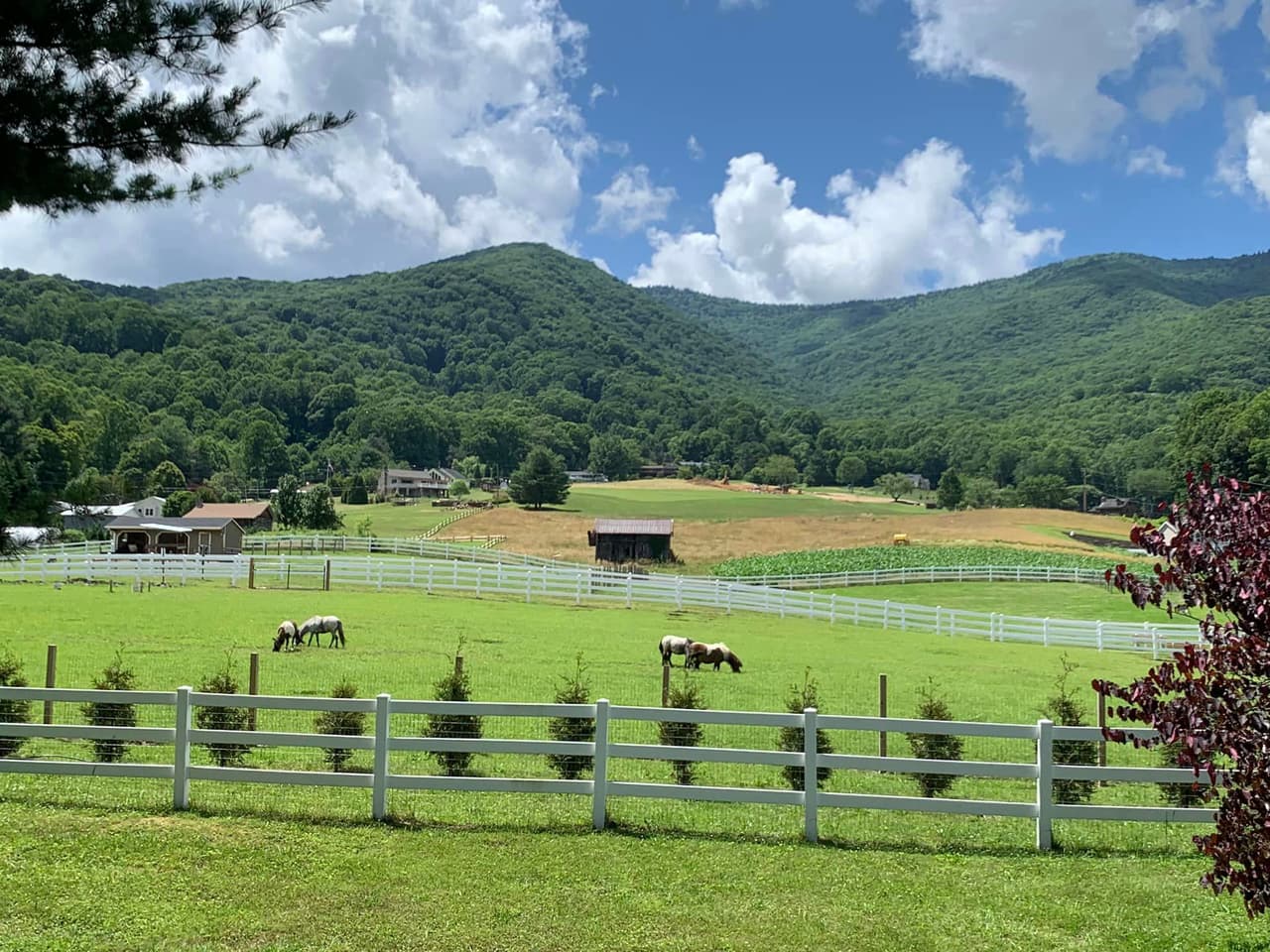 <b>Winchester Creek Farm</b>
<br>Dirección: 386 Walker Rd, Waynesville, NC. 28786
<br>Teléfono: 828-246-9486
<br>Sitio web: 
<a href="https://winchestercreekfarm.com/">https://winchestercreekfarm.com/</a> 
<br>
<b><a href="https://goo.gl/maps/hooF76FeRSQY9C3j9?coh=178573&entry=tt">Cómo llegar</a></b>
<br>
<br>En la granja se crían alpacas y mini caballos, mini burros, mini vacas, ovejas, cerdos Juliana, y más. Se ofrecen recorridos educativos de 45 minutos que brindan a los visitantes la oportunidad de conocer y aprender sobre los animales.