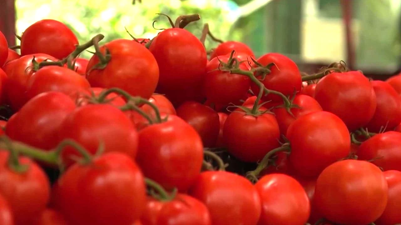 El precio del tomate sube un 40% en EEUU ¿por aranceles y factores climáticos?