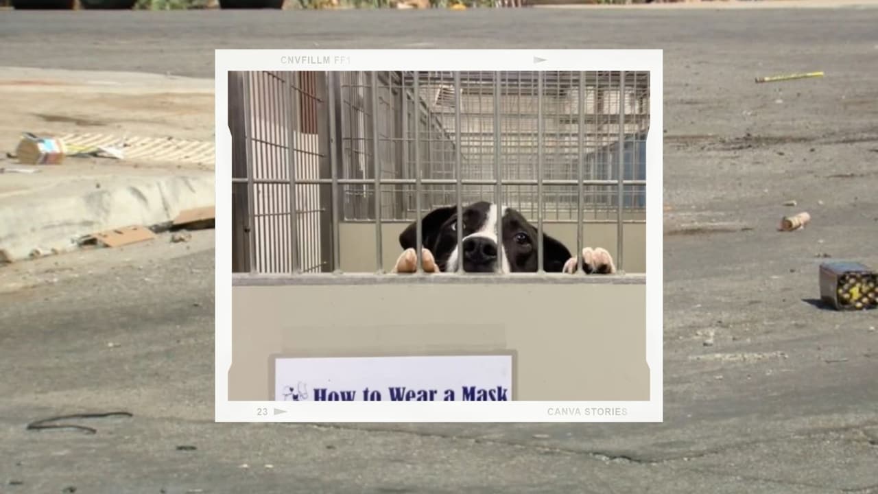 Los festejos del 4 de Julio dejan 49 mascotas perdidas en los refugios de Kern