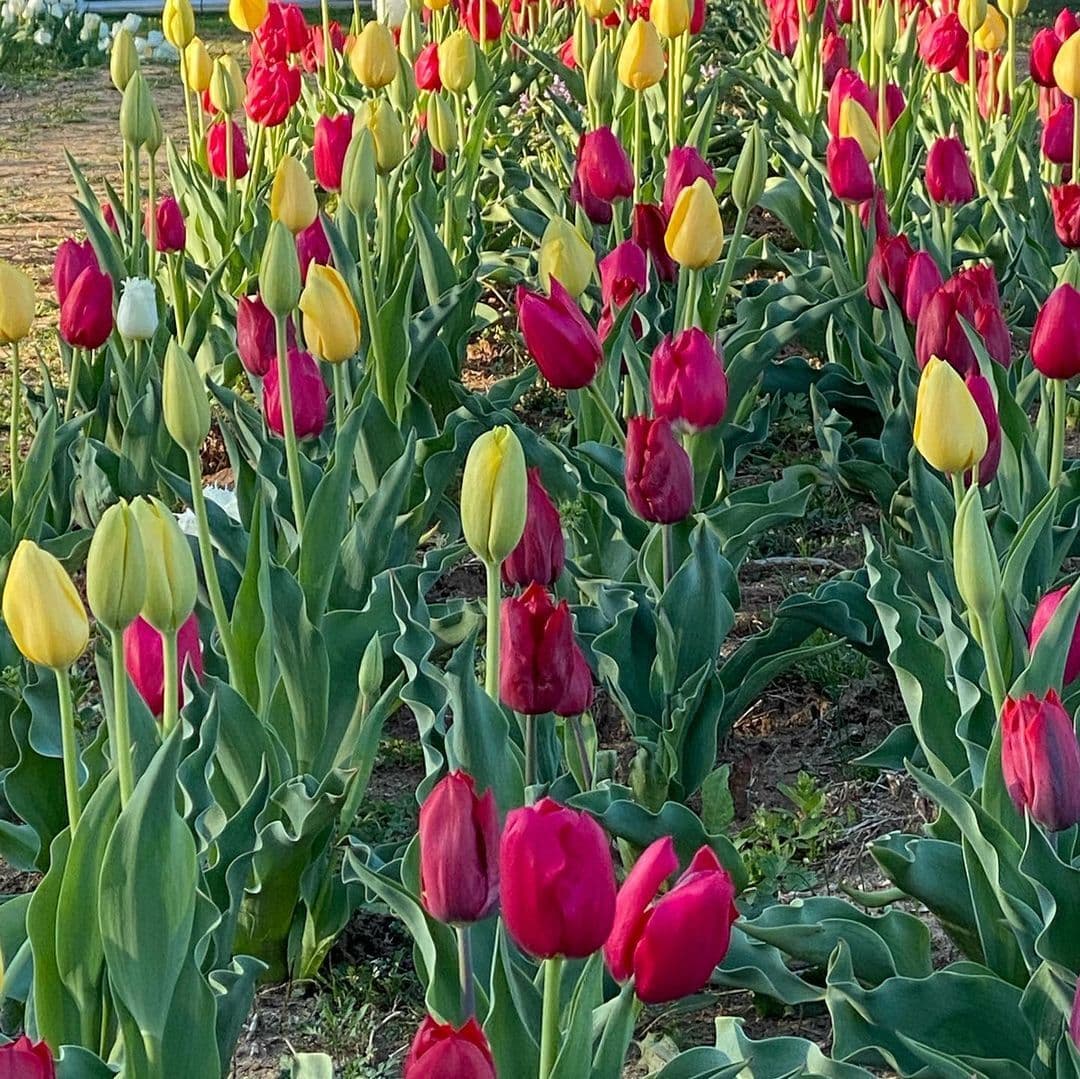 Las familias pueden tomar las tradicionales fotos de primavera mientras disfrutan de los tulipanes y su variedad de colores.