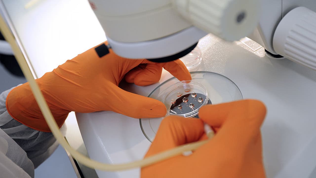 Fondo para la investigación de células madre hace parte de la Propuesta 14 en California