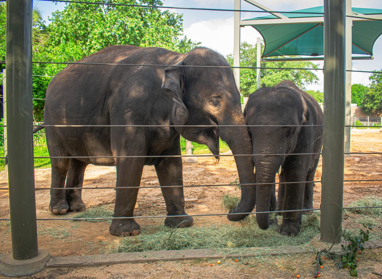 La elefanta asiática Shanti, de 33 años, 
<b>espera un bebé elefante para finales de 2024.</b>