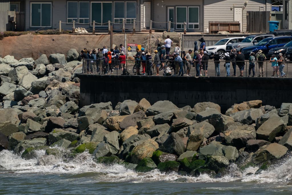 Este año, en Pacífica, decenas de ballenas jorobadas son las que mantienen cautiva la atención del público.