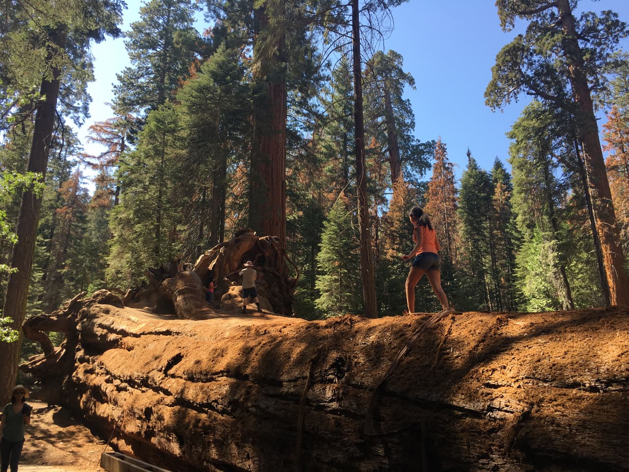 Ofrecen más de mil 500 puestos de empleo para trabajar en los Bosques Nacionales de California
