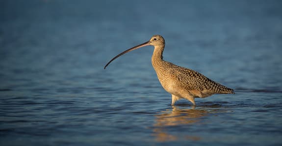 <b>Zarapito de pico fino.-</b> Esta es la especie en estado más crítico de las ocho que se conocen de zarapitos. En América del Norte pueden encontrarse en las zonas altas de EEUU en la frontera con Canadá. Su caza masiva ha contribuido a la aceleración de su extinción. El zarapito tiene 36 a 41 cm de largo, tiene un plumaje marrón grisáceo, partes inferiores blanquecinas.
<br>